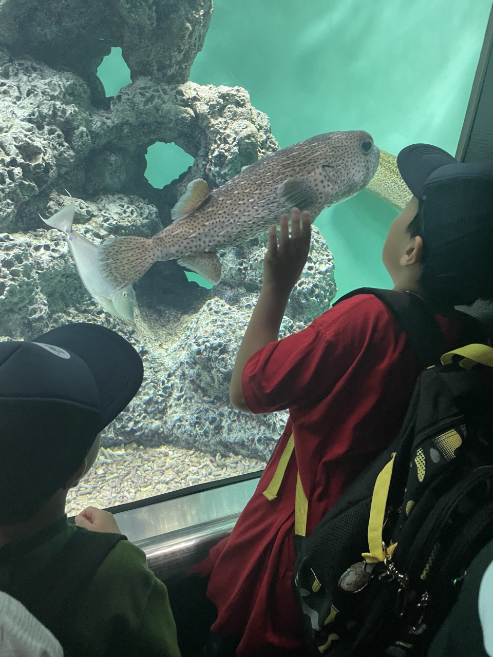 夏休み紹介⑥「特別プログラムat葛西臨海水族園」